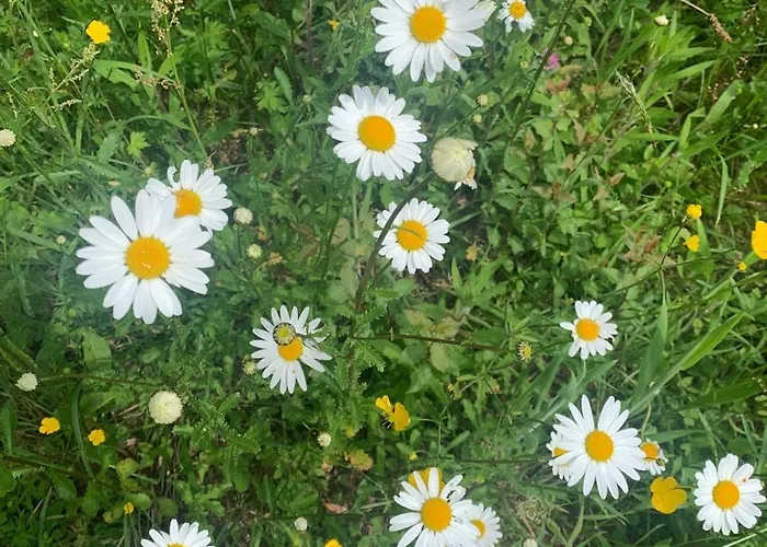 D Pommier Rouge, Coeur Du Perche